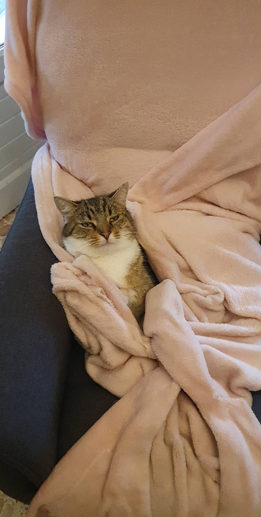 Guigui participe au concours pour gagner de l'argent avec cette photo : bedding, beige, carnivore, cat, comfort, domestic_short_haired_cat, dress_shirt, fawn, felidae, formal_wear, fur, human_leg, linens, nail, peach, sitting, sleeve, small_to_medium_sized_cats, whiskers, wood