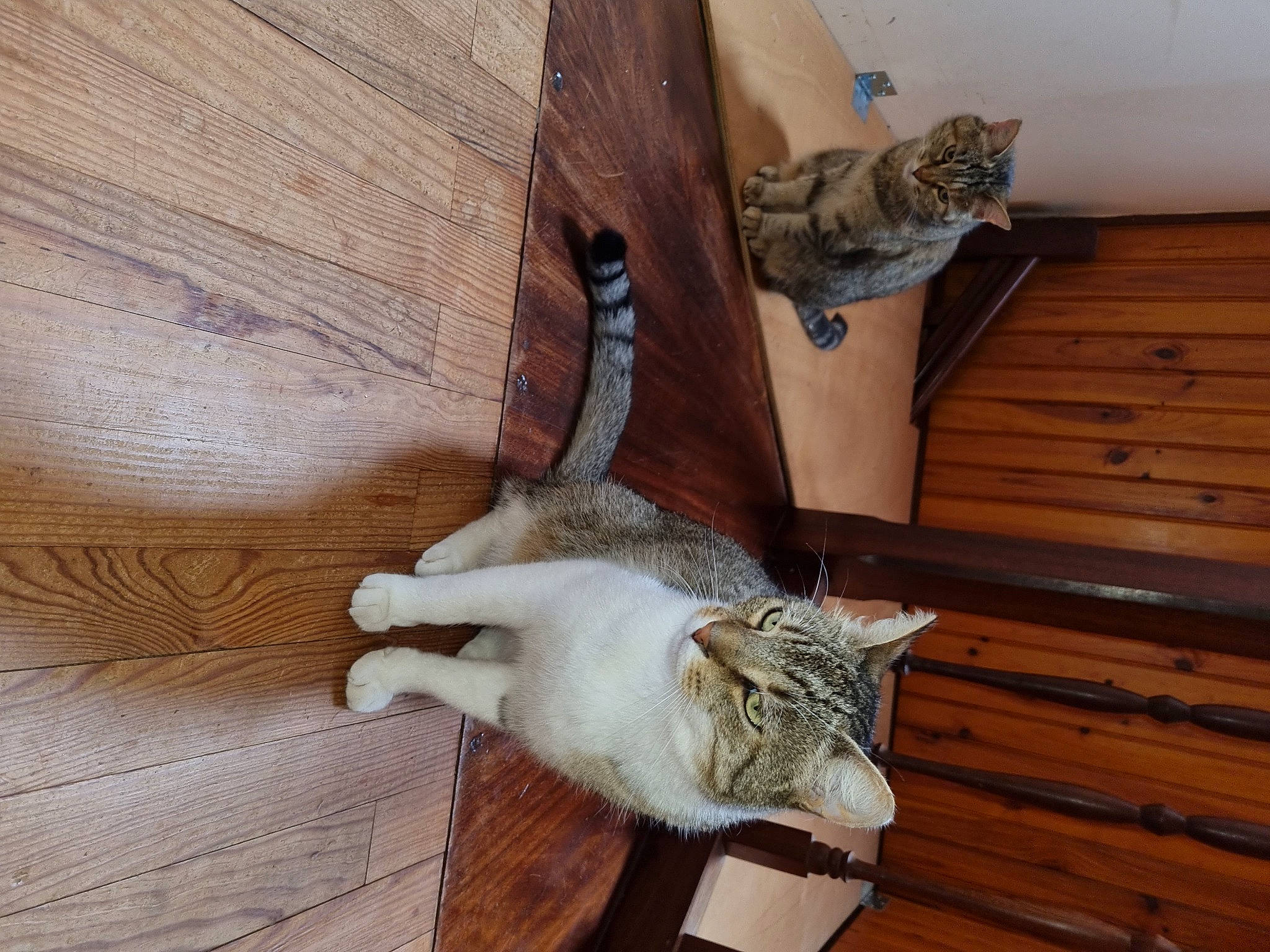 Guigui a rejoint le concours — aidez-le/la à gagner de superbes lots ! carnivore, cat, comfort, domestic_short_haired_cat, fawn, felidae, floor, flooring, fur, hardwood, mammal, pet_supply, plywood, small_to_medium_sized_cats, tail, vertebrate, whiskers, wood, wood_flooring, wood_stain