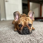 Barrett W. Kornegay is registered to the contest to win money with this photo: animal, brown, carpet, close_up, companion, cute, dog, domestic_animal, ears, eyes, floor, french_bulldog, indoor, looking, lying_down, mammal, pet, portrait, snout, wrinkles