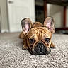 animal, brown, carpet, close_up, companion, cute, dog, domestic_animal, ears, eyes, floor, french_bulldog, indoor, looking, lying_down, mammal, pet, portrait, snout, wrinkles