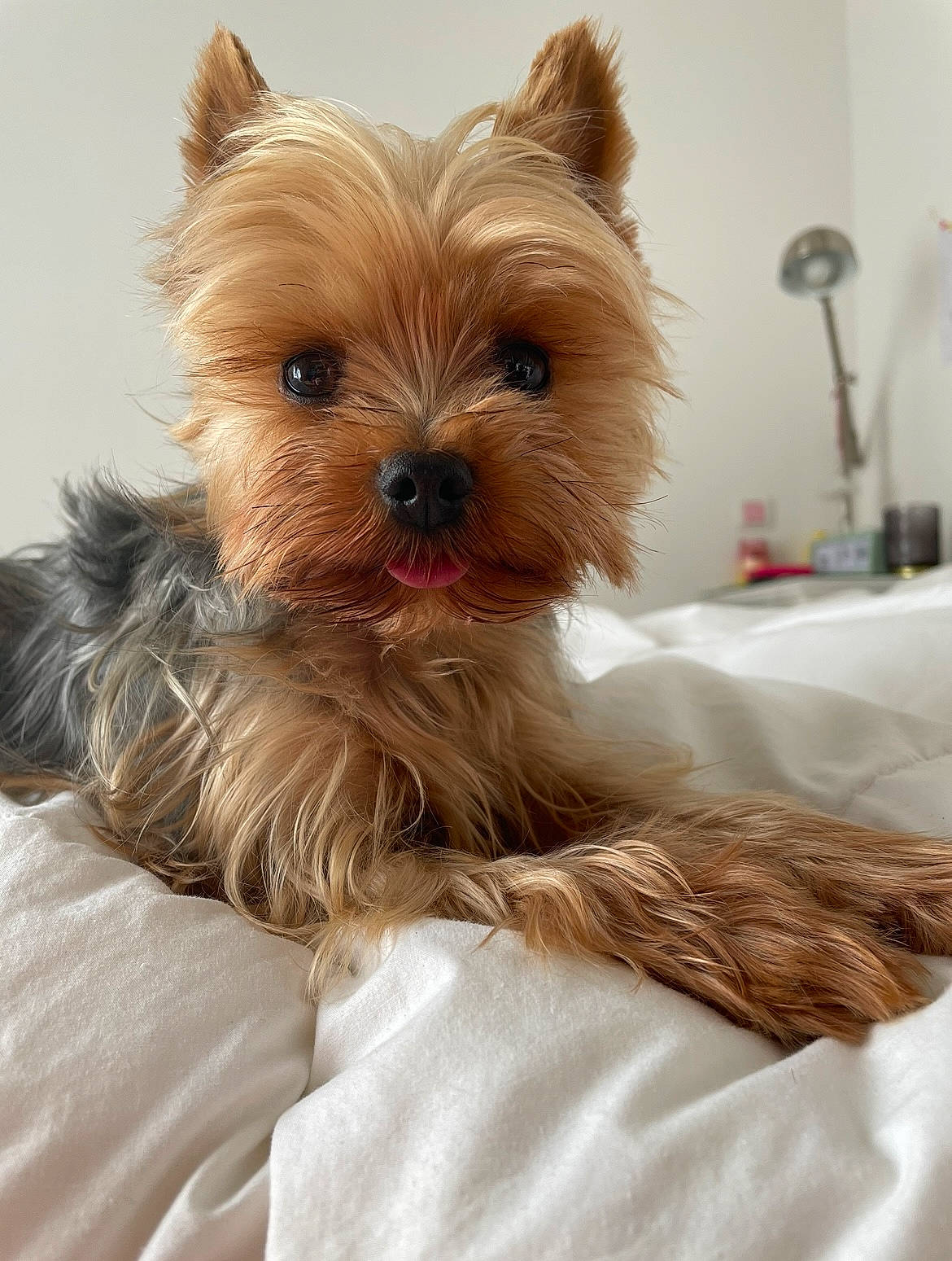 Marco a rejoint le concours — aidez-le/la à gagner de superbes lots ! animal, bed, bedding, bedroom, black_nose, brown_fur, close_up, cozy, dog, fluffy, gray_fur, indoors, long_hair, pet, pointed_ears, portrait, resting, small_dog, tongue, yorkshire_terrier