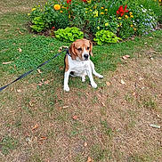 Saphir a rejoint le concours — aidez-le/la à gagner de superbes lots ! beagle, brown_dog, dog, flower_bed, garden, grass, greenery, leash, leaves, nature, outdoor, park, pet, plant, red_flowers, shrub, sitting, summer, white_dog, yellow_flowers