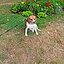 beagle, brown_dog, dog, flower_bed, garden, grass, greenery, leash, leaves, nature, outdoor, park, pet, plant, red_flowers, shrub, sitting, summer, white_dog, yellow_flowers