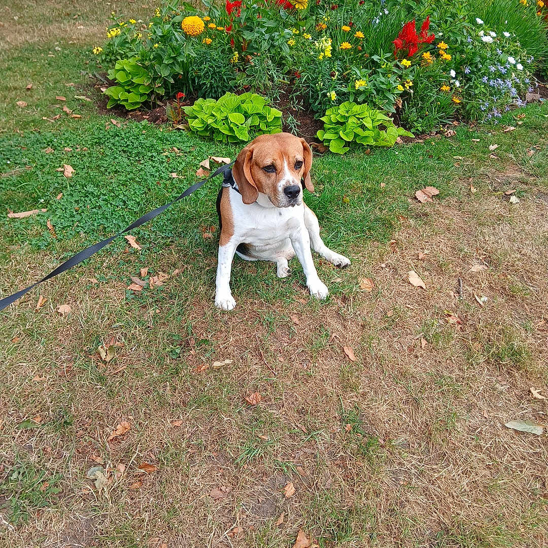 Saphir a rejoint le concours — aidez-le/la à gagner de superbes lots ! beagle, brown_dog, dog, flower_bed, garden, grass, greenery, leash, leaves, nature, outdoor, park, pet, plant, red_flowers, shrub, sitting, summer, white_dog, yellow_flowers