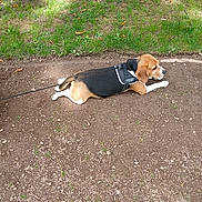 Saphir participe au concours pour gagner de l'argent avec cette photo : animal, beagle, canine, daylight, dirt_path, dog, ears, fur, grass, leash, lying_down, muzzle, nature, outdoor, paws, pet, resting, security_harness, tail, walk