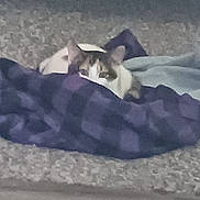 Chloe joined the competition — help win amazing prizes! cat, blanket, carpet, floor, indoor, pet, cozy, fur, animal, resting, purple_blanket, white_cat, brown_spots, domestic_cat, relaxing, soft, home, furniture, quiet, hidden