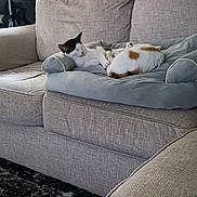 Chloe-Max is registered to the contest to win money with this photo: cat, sleeping, couch, pet_bed, indoor, living_room, furniture, curtains, relaxation, cozy, animal, domestic, resting, two_cats, beige, soft, home, comfort, calm, nap
