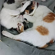 Chloe-Max joined the competition — help win amazing prizes! cat, cats, pet, pets, animal, animals, feline, sleeping, cozy, cuddle, bed, cat_bed, paw, paws, fur, indoor, resting, cute, adorable, couch