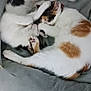 adorable, animal, animals, bed, cat, cat_bed, cats, couch, cozy, cuddle, cute, feline, fur, indoor, paw, paws, pet, pets, resting, sleeping