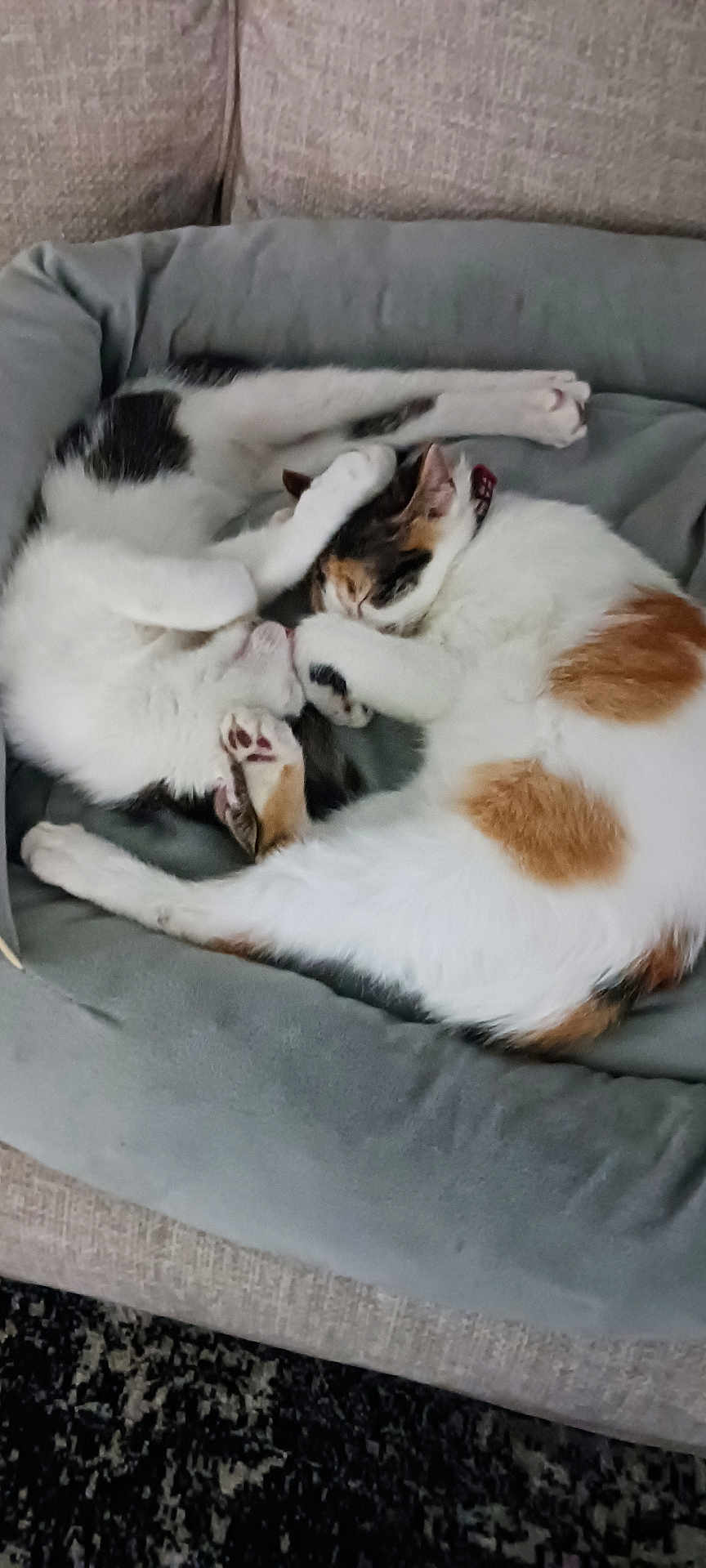 Chloe-Max joined the competition — help win amazing prizes! cat, cats, pet, pets, animal, animals, feline, sleeping, cozy, cuddle, bed, cat_bed, paw, paws, fur, indoor, resting, cute, adorable, couch