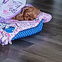animal, bed, blanket, brown, comfort, cozy, cute, dog, floor, indoor, patterned, peaceful, pet, puppy, quiet, resting, sleeping, small, snuggled, soft_light