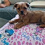 Lucky is registered to the contest to win money with this photo: animal, blanket, brown_fur, cartoon, collar, comfort, couch, cute, dog, fur, home, indoor, living_room, person, pet, polka_dots, puppy, relaxed, resting, small_dog