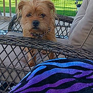 Lucky is registered to the contest to win money with this photo: animal, blanket, collar, curious, daytime, dog, fence, fur, greenery, nature, outdoor, pet, porch, relaxation, seat, small_dog, sunlight, tree, wicker_chair, wood