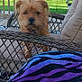 animal, blanket, collar, curious, daytime, dog, fence, fur, greenery, nature, outdoor, pet, porch, relaxation, seat, small_dog, sunlight, tree, wicker_chair, wood