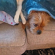 Chloe And Lucky joined the competition — help win amazing prizes! cat, dog, blanket, couch, furniture, cozy, sleeping, resting, pet, animal, indoor, fur, relaxing, domestic, companion, snuggling, blue_blanket, brown_dog, white_cat, home