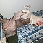 Maya participe au concours pour gagner de l'argent avec cette photo : dog, pet, lying_down, blanket, indoor, relaxed, sleeping, white, brown, patterned_blanket, paw, fur, canine, resting, cute, tongue, mouth_open, animal, comfort, home