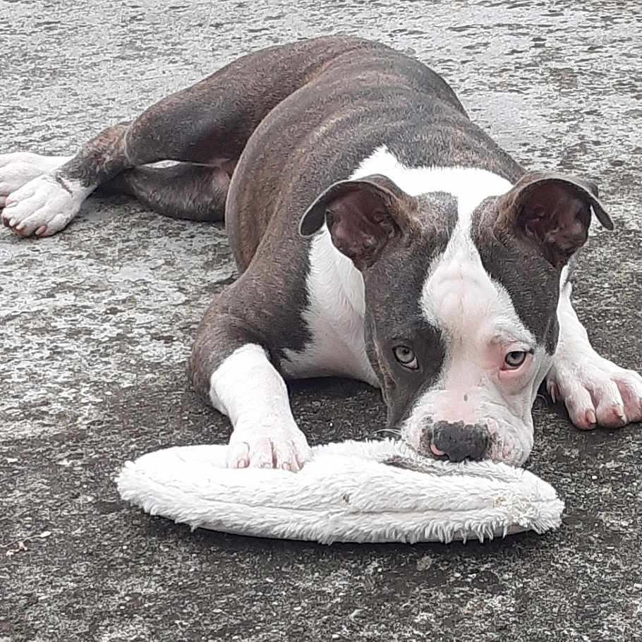 Maya participe au concours pour gagner de l'argent avec cette photo : dog, puppy, toy, concrete, outdoor, garden, gnome, greenery, animal, pet, playful, paws, white, brown, black, ears, grass, decorations, resting, closeup