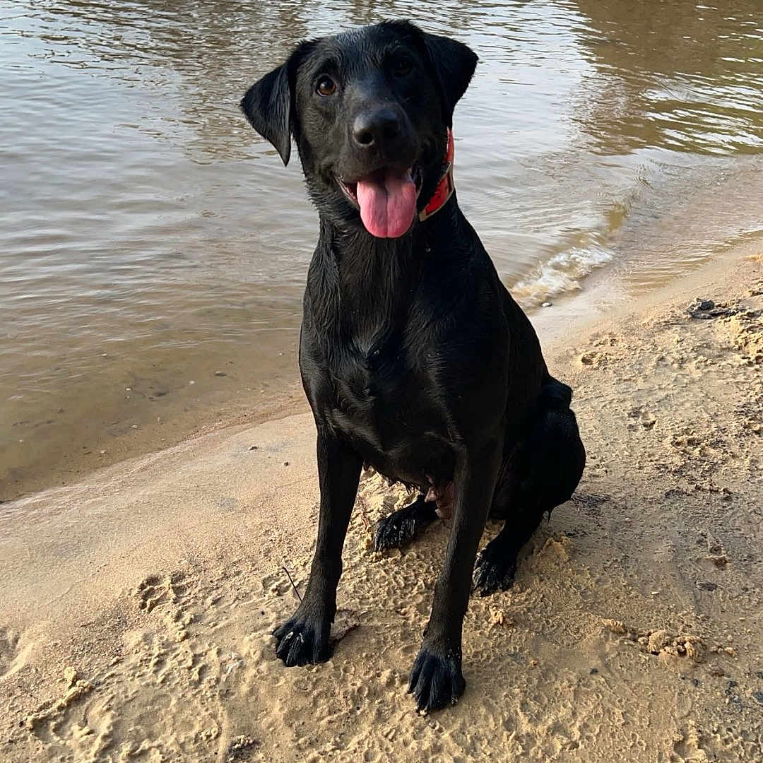 Bonnie joined the competition — help win amazing prizes! animal, beach, canine, coast, dog, face, head, labradorretriever, lake, nature, outdoors, pet, plant, sea, shoreline, soil, tree, vegetation, water, wood