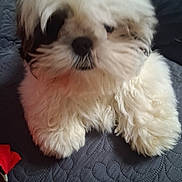 Nelson a rejoint le concours — aidez-le/la à gagner de superbes lots ! puppy, dog, fluffy, white, black, pet, cute, animal, fur, lying_down, bedspread, texture, closeup, indoors, resting, soft, small, adorable, canine, companion