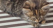 Berlioz a rejoint le concours — aidez-le/la à gagner de superbes lots ! kitten, cat, fluffy, sleeping, resting, curled_up, furry, long_hair, brown, gray, tabby, striped, whiskers, ears, paws, bed, bedspread, bedding, indoor, cozy