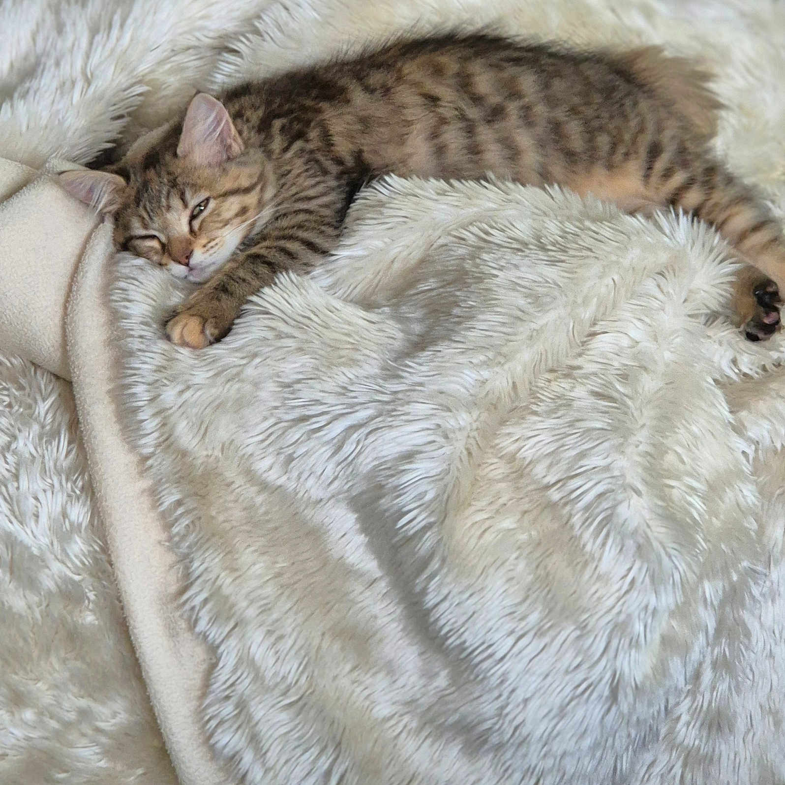 Berlioz participe au concours pour gagner de l'argent avec cette photo : cat, tabby_cat, pet, sleeping, resting, fluffy_blanket, white_blanket, indoors, cozy, relaxed, furry, striped_fur, animal, paw, whiskers, ears, portrait, close_up, soft_texture, home