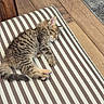 Berlioz participe au concours pour gagner de l'argent avec cette photo : cat, kitten, tabby, sleeping, fluffy, fur, pet, animal, cute, relaxed, resting, cushion, striped, chair, wooden_floor, rug, indoors, cozy, paws, tail