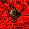 Berlioz a rejoint le concours — aidez-le/la à gagner de superbes lots ! cat, kitten, fluffy, fur, sleeping, cozy, blanket, plaid, red, black, pattern, indoors, cuddled, nestled, warm, textile, portrait, close_up, pet, relaxation