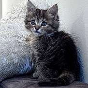 Berlioz a rejoint le concours — aidez-le/la à gagner de superbes lots ! kitten, cat, fluffy, gray_fur, blue_eyes, sitting, portrait, indoors, cushion, blanket, soft_texture, pet, animal, whiskers, ears, tail, long_hair, cozy, closeup, adorable