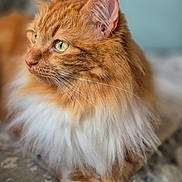 Trésor participe au concours pour gagner de l'argent avec cette photo : cat, orange_tabby, fluffy_fur, green_eyes, whiskers, close_up, pet, domestic_cat, feline, lying_down, soft_focus, indoor, portrait, mammal, cute, animal, relaxed, fur_texture, whiskers_visible, alert