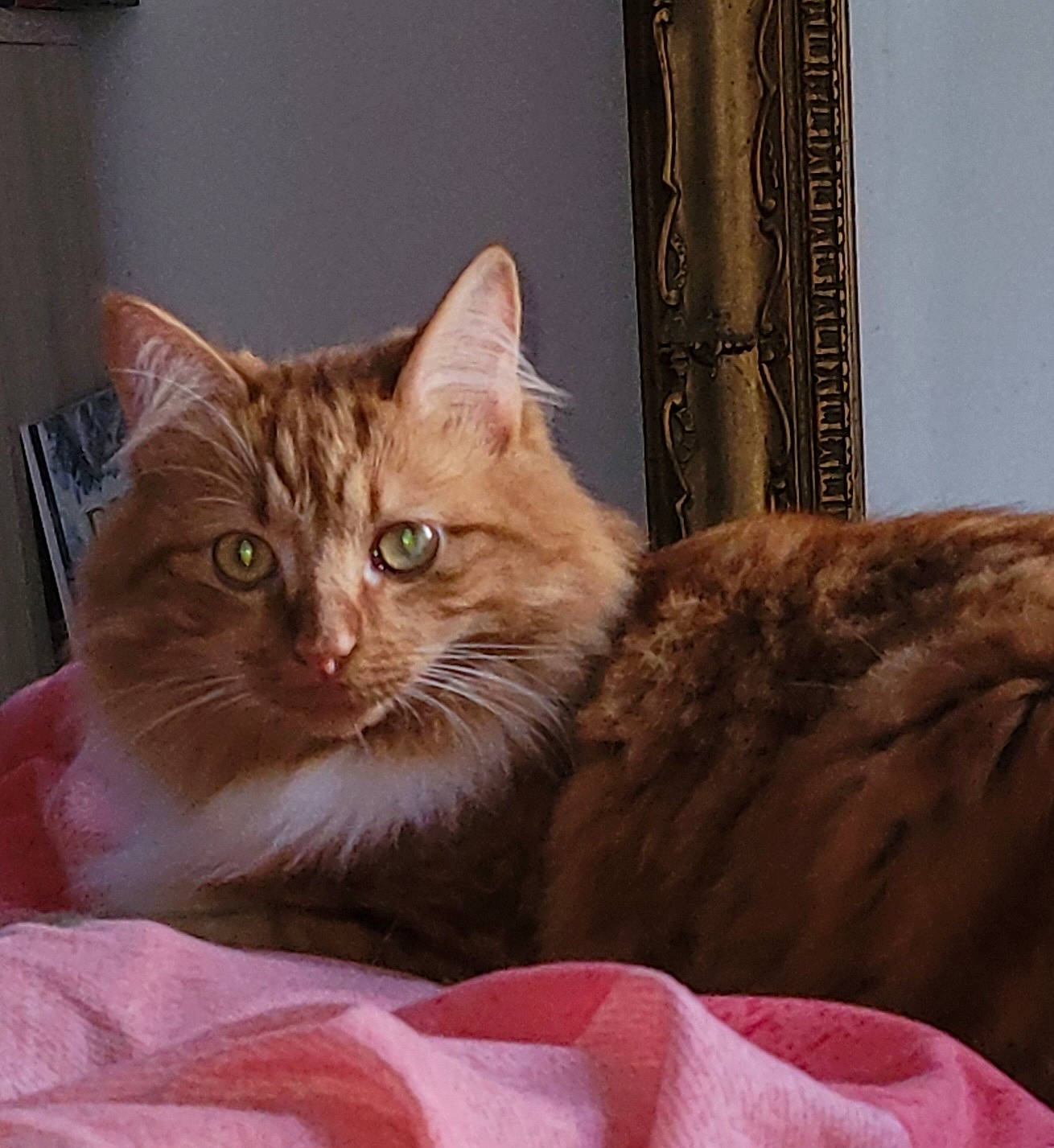 Trésor participe au concours pour gagner de l'argent avec cette photo : bed, carnivore, cat, cat_supply, claw, comfort, couch, domestic_short_haired_cat, door, fawn, felidae, fur, paw, small_to_medium_sized_cats, snout, tail, terrestrial_animal, whiskers, window, wood