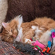 Trésor a rejoint le concours — aidez-le/la à gagner de superbes lots ! cat, closeup, colorful, cozy, cushion, cute, domestic_cat, feline, fluffy_cat, furry, indoor, orange_cat, patterned_surface, paw, pet, relaxation, resting, sleeping, toys, whiskers