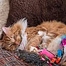 cat, closeup, colorful, cozy, cushion, cute, domestic_cat, feline, fluffy_cat, furry, indoor, orange_cat, patterned_surface, paw, pet, relaxation, resting, sleeping, toys, whiskers