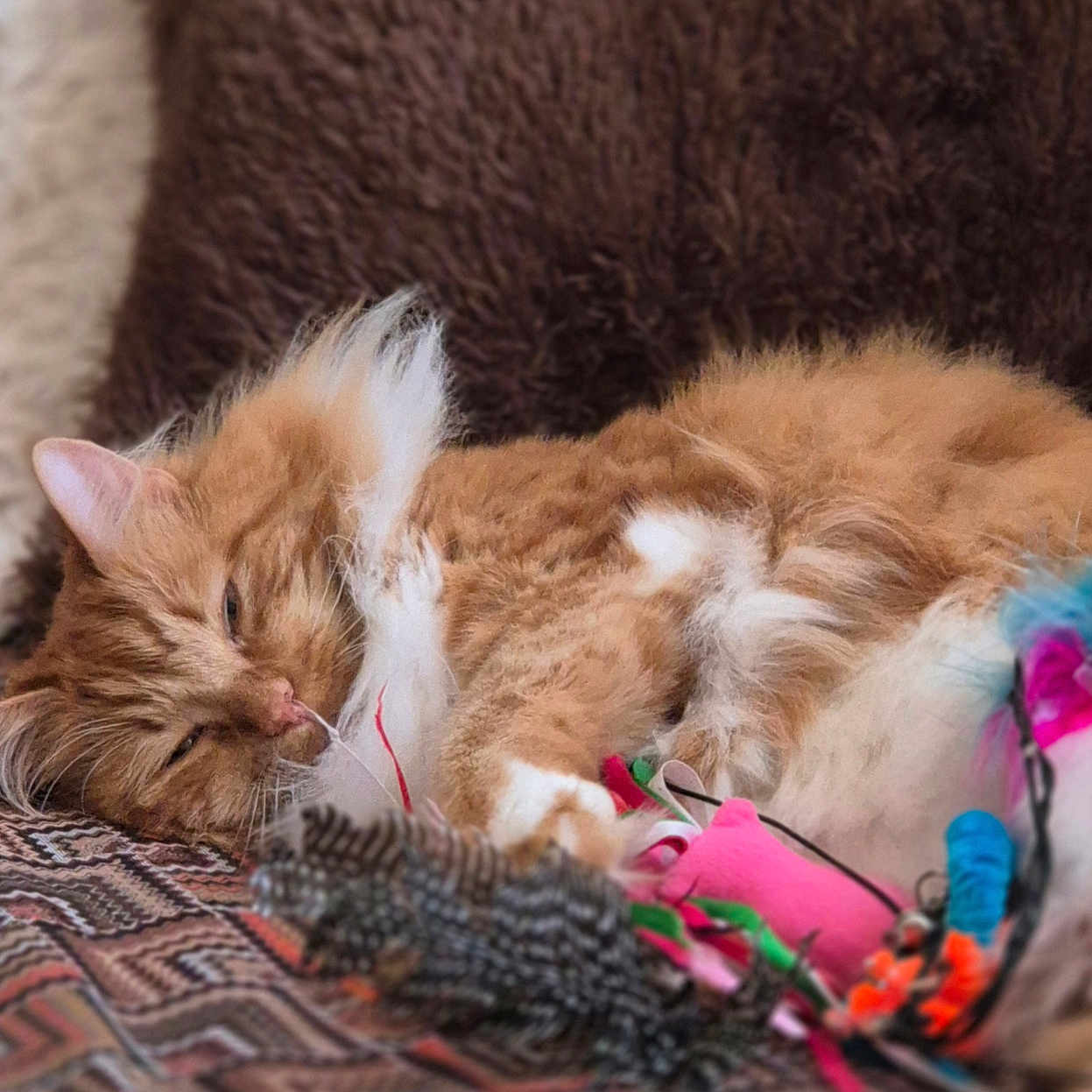 Trésor a rejoint le concours — aidez-le/la à gagner de superbes lots ! cat, closeup, colorful, cozy, cushion, cute, domestic_cat, feline, fluffy_cat, furry, indoor, orange_cat, patterned_surface, paw, pet, relaxation, resting, sleeping, toys, whiskers
