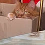 Trésor participe au concours pour gagner de l'argent avec cette photo : cat, ginger_cat, cardboard_box, paw, indoor, pet, feline, curious, blurred, orange, animal, whiskers, ears, face, domestic_cat, cute, playful, resting, container, closeup