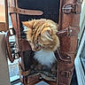 brown, cat, container, cozy, curious, daylight, feline, fluffy_cat, fur, indoor, leather_suitcase, open_suitcase, orange_cat, pet, resting, soft_light, travel, vintage, white, window