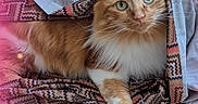 Trésor participe au concours pour gagner de l'argent avec cette photo : blanket, cat, comfort, cozy, cute, domestic_cat, feline, fur, ginger_cat, green_eyes, indoor, lying_down, patterned_blanket, paw, pet, pink_hue, relaxed, soft_light, textured_surface, whiskers