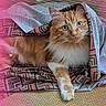 Trésor participe au concours pour gagner de l'argent avec cette photo : blanket, cat, comfort, cozy, cute, domestic_cat, feline, fur, ginger_cat, green_eyes, indoor, lying_down, patterned_blanket, paw, pet, pink_hue, relaxed, soft_light, textured_surface, whiskers