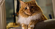 Trésor a rejoint le concours — aidez-le/la à gagner de superbes lots ! animal, cat, cat_tree, cozy, curtain, cute, domestic, feline, fluffy, house, indoor, orange_cat, paws, pet, portrait, relaxed, resting, whiskers, white_fur, window