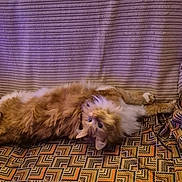 Trésor a rejoint le concours — aidez-le/la à gagner de superbes lots ! animal, blanket, cat, couch, cozy, cute, domestic_cat, fluffy, fur, furniture, indoor, lounging, orange_cat, patterned_couch, pet, purple_blanket, relaxed, resting, upside_down, whiskers