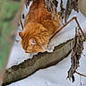 animal, background_blur, branches, cat, close_up, cold, curious, daylight, dried_leaves, exploring, feline, fur, ledge, mammal, nature, orange_cat, outdoor, snow, wildlife, winter