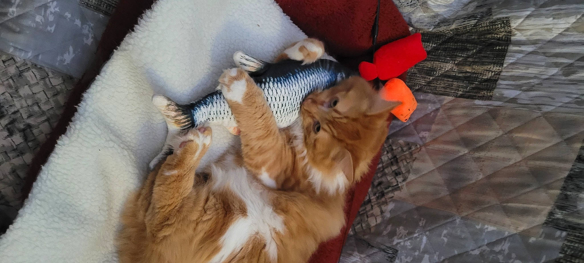 Trésor participe au concours pour gagner de l'argent avec cette photo : canidae, carnivore, cat, claw, comfort, companion_dog, dog_breed, domestic_short_haired_cat, fawn, felidae, fur, linens, paw, small_to_medium_sized_cats, snout, sporting_group, tail, toy, whiskers, wood