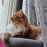Trésor participe au concours pour gagner de l'argent avec cette photo : cat, fluffy, orange_cat, white_fur, window, curtain, lace_curtain, indoor, pet, resting, soft_blanket, side_view, feline, whiskers, paw, relaxed, home, cozy, portrait, looking_out