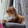 cat, fluffy, orange_cat, white_fur, window, curtain, lace_curtain, indoor, pet, resting, soft_blanket, side_view, feline, whiskers, paw, relaxed, home, cozy, portrait, looking_out