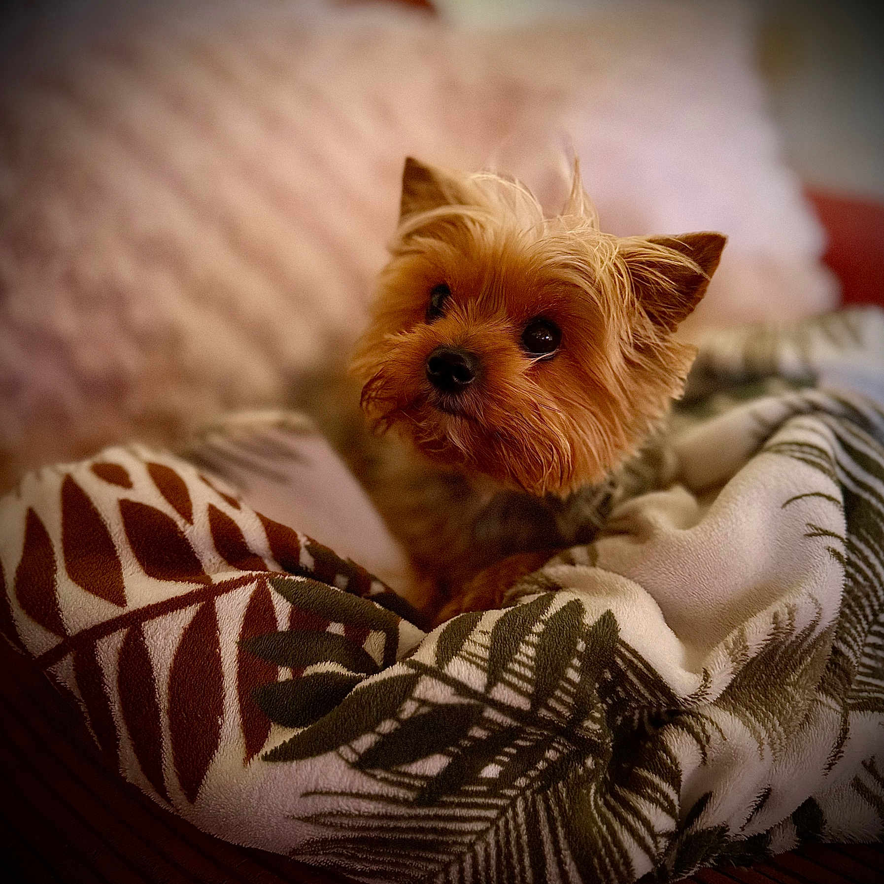 Vanille a rejoint le concours — aidez-le/la à gagner de superbes lots ! dog, small_dog, blanket, cozy, fur, pet, animal, indoor, cute, portrait, brown, soft, warm, resting, face, ears, looking_up, companion, comfort, home