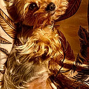 Vanille a rejoint le concours — aidez-le/la à gagner de superbes lots ! dog, pet, cute, lying_down, fur, bedspread, patterned, animal, small_dog, looking_up, indoors, fluffy, playful, closeup, canine, resting, domestic_animal, brown_fur, soft_light, adorable