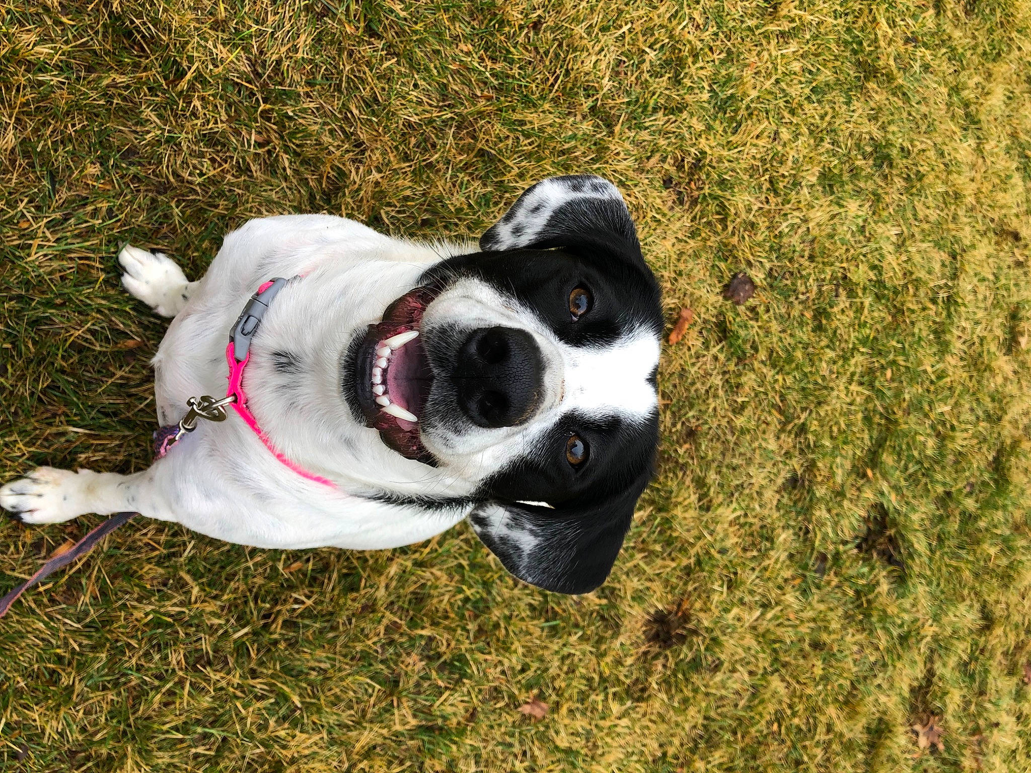 Bam joined the competition — help win amazing prizes! canidae, carmine, carnivore, collar, companion_dog, dog, dog_breed, dog_collar, dog_supply, fashion_accessory, fawn, grass, leash, pet_supply, plant, snout, sporting_group, tail, whiskers, working_animal