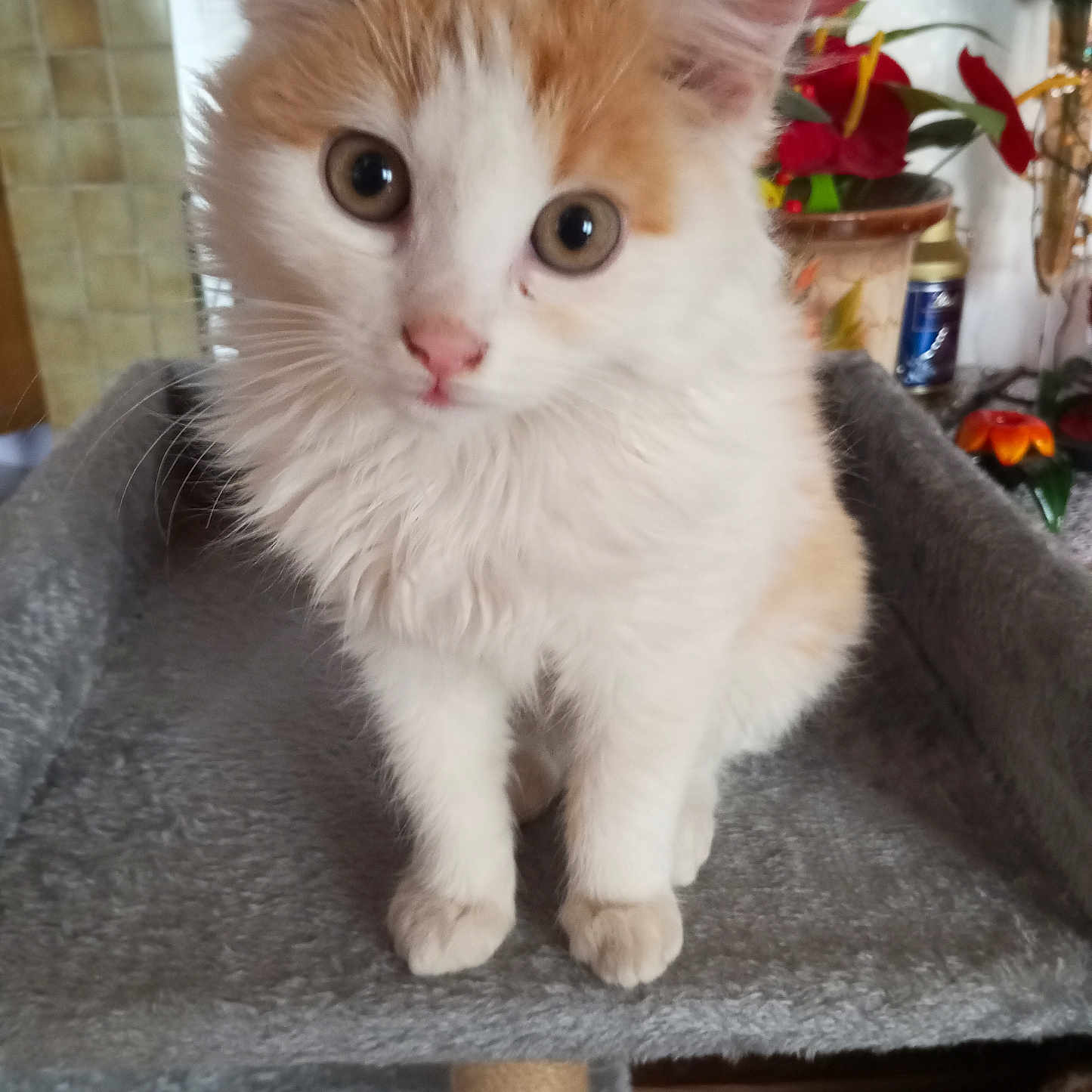 Fripouille participe au concours pour gagner de l'argent avec cette photo : animal, cat, cat_tree, closeup, curious, cute, ears, feline, fluffy, gray, home, indoor, kitten, orange, pet, sitting, soft, whiskers, white, young