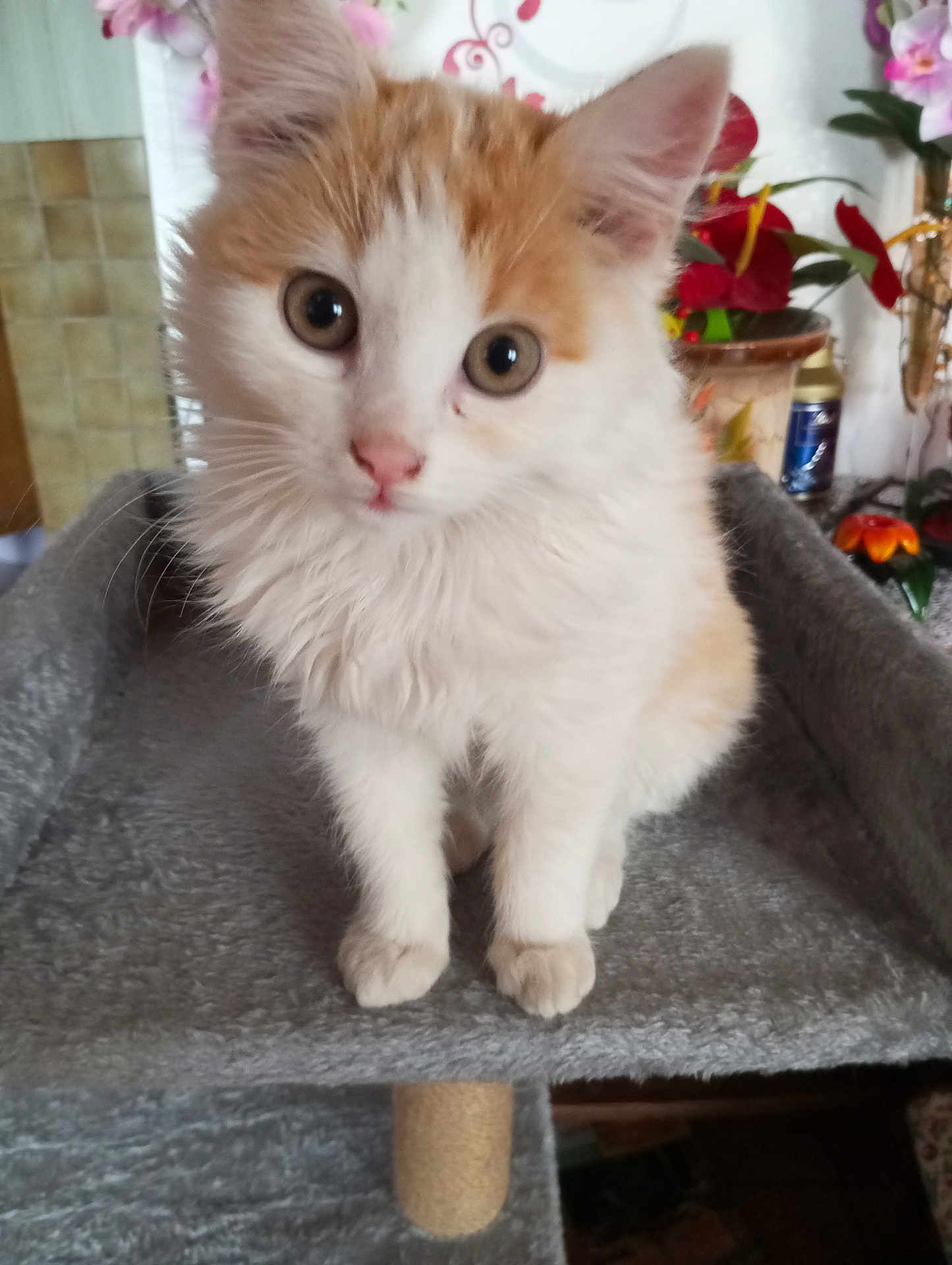 Fripouille participe au concours pour gagner de l'argent avec cette photo : kitten, cat, pet, feline, cute, fluffy, indoor, animal, cat_tree, gray, orange, white, curious, young, closeup, sitting, soft, whiskers, ears, home