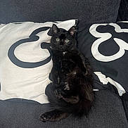 Néji participe au concours pour gagner de l'argent avec cette photo : kitten, black_cat, couch, pillow, indoor, pet, feline, fur, cute, animal, relaxing, texture, seat, domestic_animal, small, cozy, closeup, sitting, wide_eyes, curious