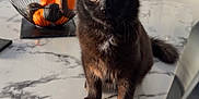 Néji a rejoint le concours — aidez-le/la à gagner de superbes lots ! cat, kitten, black_cat, marble_table, fruit_bowl, orange, chair, curtains, indoor, pet, animal, feline, table, domestic, fur, whiskers, eyes, alert, sitting, natural_light